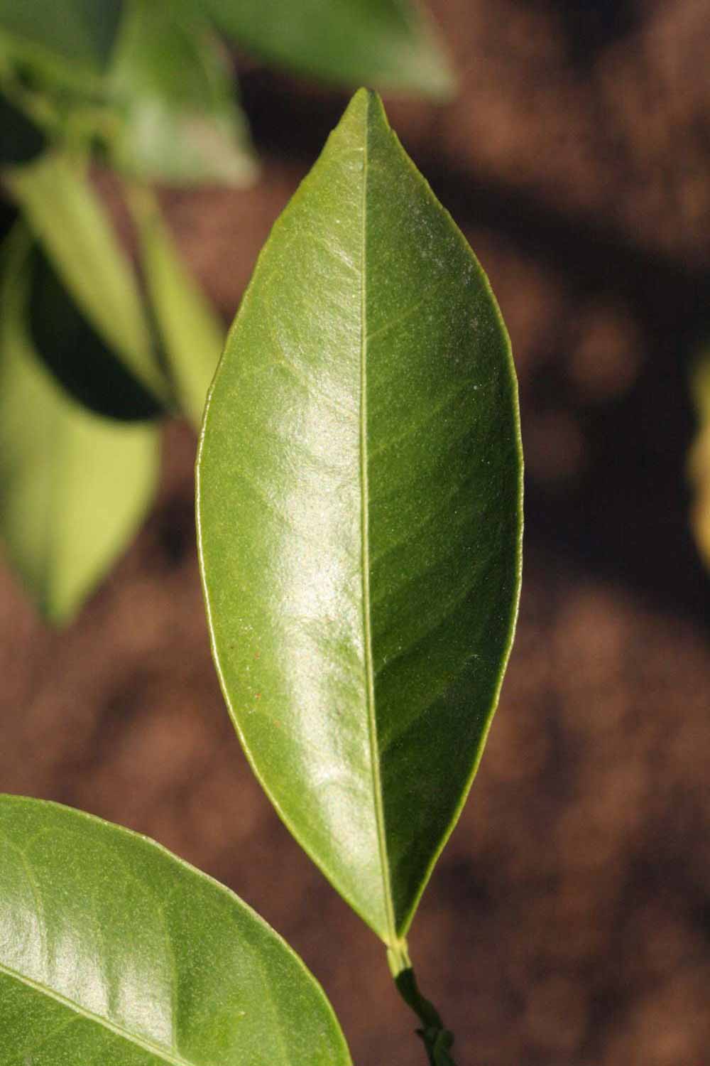              Unifoliolate leaf (Riverside, CA)       